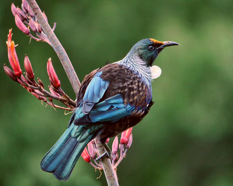 Tui